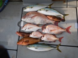 sea boss　シーボス 釣果