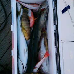 長久マリン（レンタルボート）釣果報告