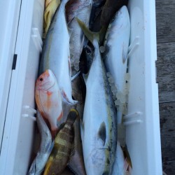 神ノ島周辺釣果報告(マイボート釣行)