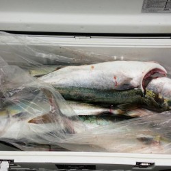 ジギング乗り合い