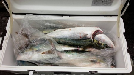 ジギング乗り合い