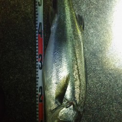 ボートシーバス