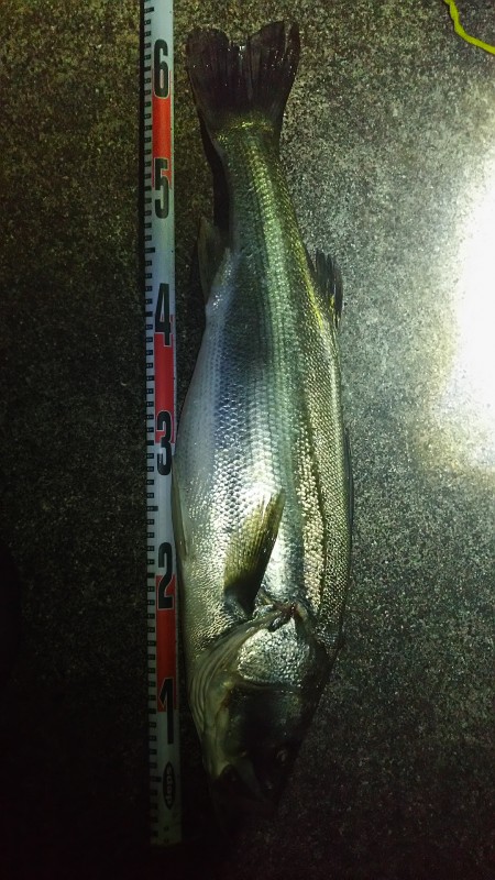 ボートシーバス