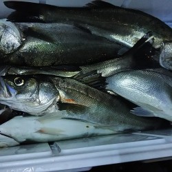 渋かったシーバス！