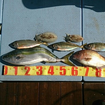 ノマセでメジロ&マダイ～五目でアジ～コウイカも♪