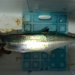 タルイカ狙うもサゴシのみ