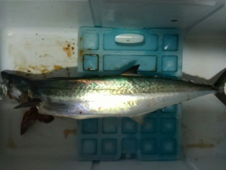 タルイカ狙うもサゴシのみ