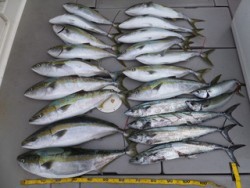 Hit Rush(ヒット ラッシュ） 釣果