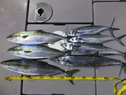 Hit Rush(ヒット ラッシュ） 釣果