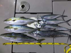 Hit Rush(ヒット ラッシュ） 釣果…