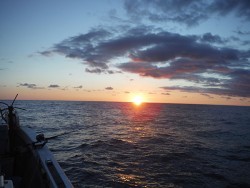 オーシャンパイオニア 釣果