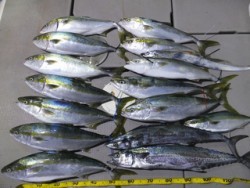 Hit Rush(ヒット ラッシュ） 釣果