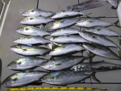 Hit Rush(ヒット ラッシュ） 釣果…