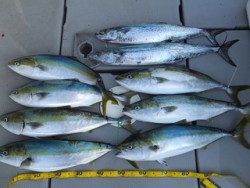 Hit Rush(ヒット ラッシュ） 釣果