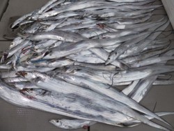 Hit Rush(ヒット ラッシュ） 釣果