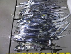 Hit Rush(ヒット ラッシュ） 釣果