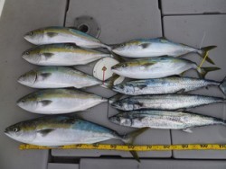 Hit Rush(ヒット ラッシュ） 釣果