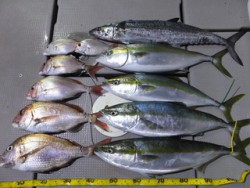 Hit Rush(ヒット ラッシュ） 釣果…