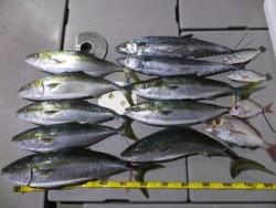 Hit Rush(ヒット ラッシュ） 釣果