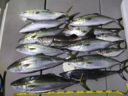 Hit Rush(ヒット ラッシュ） 釣果