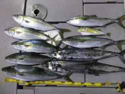 Hit Rush(ヒット ラッシュ） 釣果