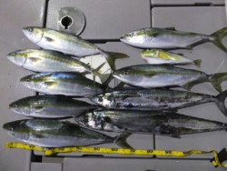 Hit Rush(ヒット ラッシュ） 釣果…