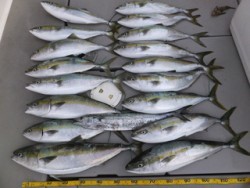 Hit Rush(ヒット ラッシュ） 釣果