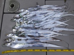 Hit Rush(ヒット ラッシュ） 釣果