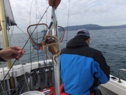 Hit Rush(ヒット ラッシュ） 釣果