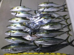 Hit Rush(ヒット ラッシュ） 釣果