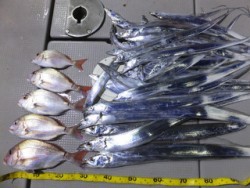 Hit Rush(ヒット ラッシュ） 釣果