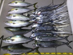 Hit Rush(ヒット ラッシュ） 釣果