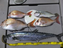 Hit Rush(ヒット ラッシュ） 釣果…