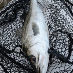 Marine T Design　マリンティーデザイン 釣果