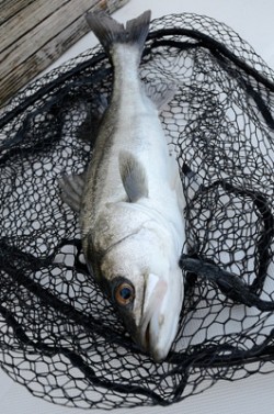 Marine T Design　マリンティ…