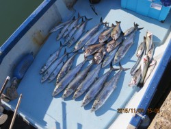 長崎大村湾　第一あさかぜ 釣果