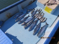 長崎大村湾　第一あさかぜ 釣果