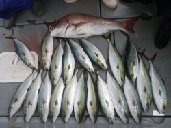 sea boss　シーボス 釣果