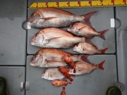 sea boss　シーボス 釣果