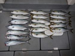 sea boss　シーボス 釣果