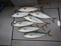 sea boss　シーボス 釣果