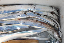 松本釣船２ 釣果