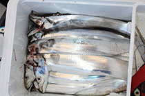 松本釣船２ 釣果