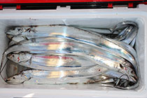 松本釣船２ 釣果