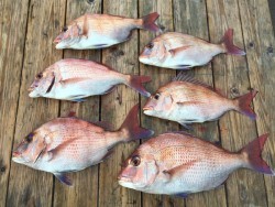 ゲームフィッシング バレントン 釣果