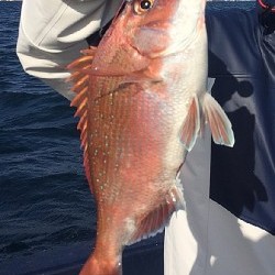 ゲームフィッシング バレントン 釣果