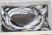 松本釣船２ 釣果