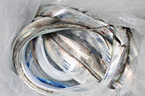 松本釣船２ 釣果