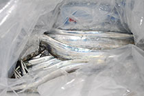 松本釣船２ 釣果