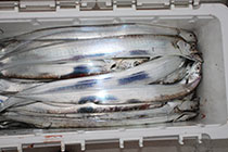 松本釣船２ 釣果